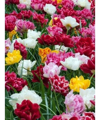 Lalele Tulipa, Duble Early...