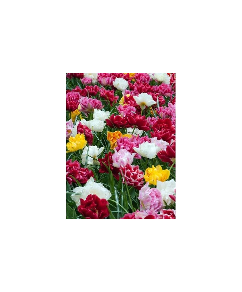 Lalele Tulipa, Duble Early Mix Timpurii, Multicolor, 12/+, 1 Bulb
