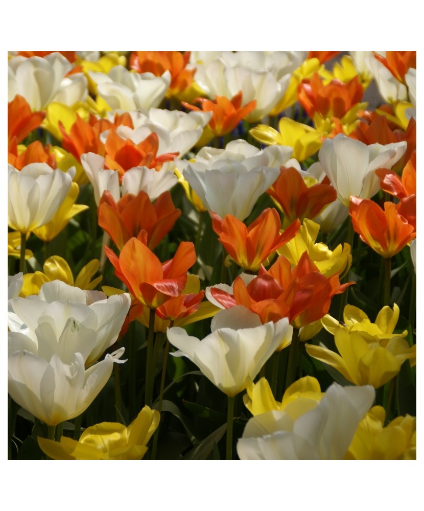 Lalele Tulipa, Fosteriana Mixed, Multicolor, 12/+, 1 Bulb