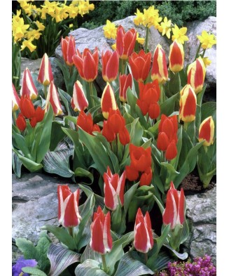 Lalele Tulipa, Kaufmanniana Mixed Pitice 20-25cm, Multicolor, 12/+, 1 Bulb