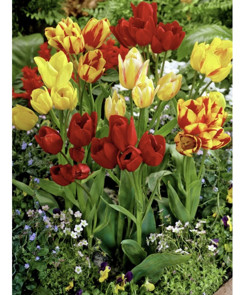 Lalele Tulipa, Multiflowering Mix Multiflora, Multicolor, 12/+, 1 Bulb