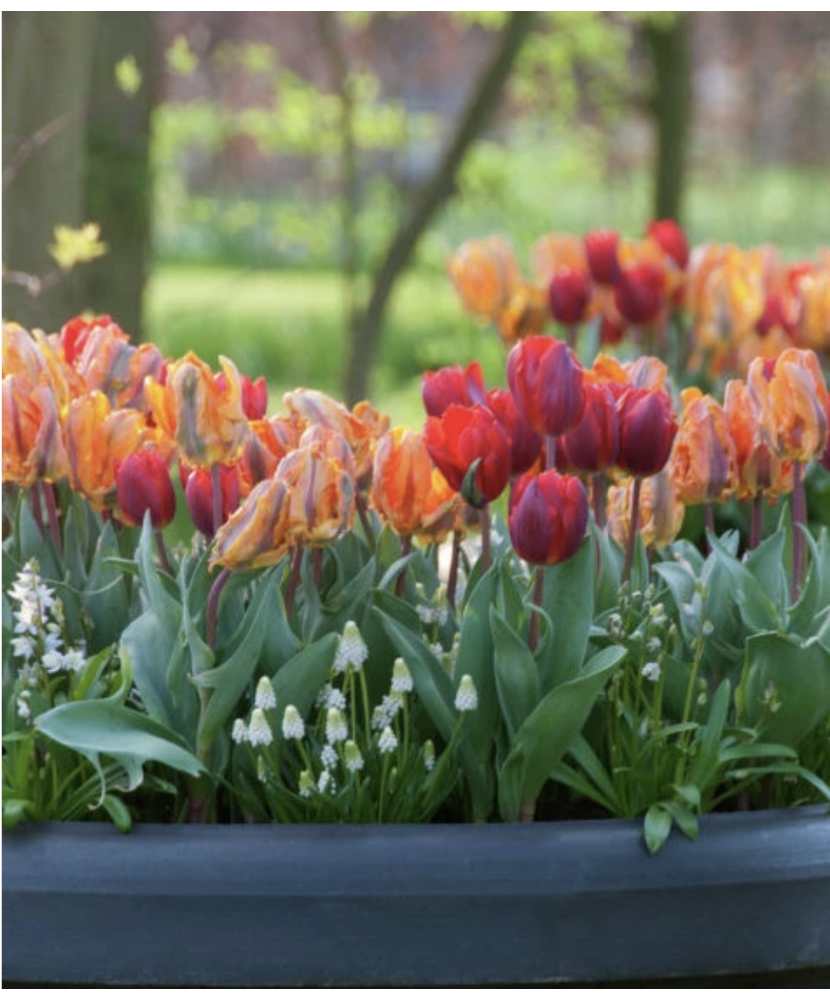 Lalele Tulipa, Parrot Mixed Papagal, Multicolor, 12/+, 1 Bulb