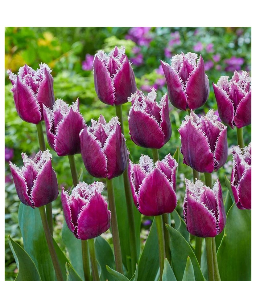 Lalele Tulipa, San Martin, Mov, 12/+, 1 Bulb