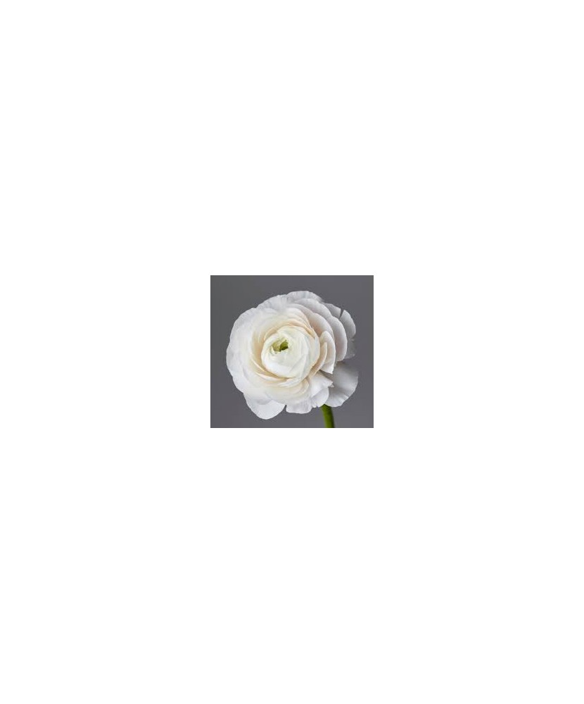 Piciorul Cocosului Ranunculus, White, Alb, 6/7, 1 Bulb
