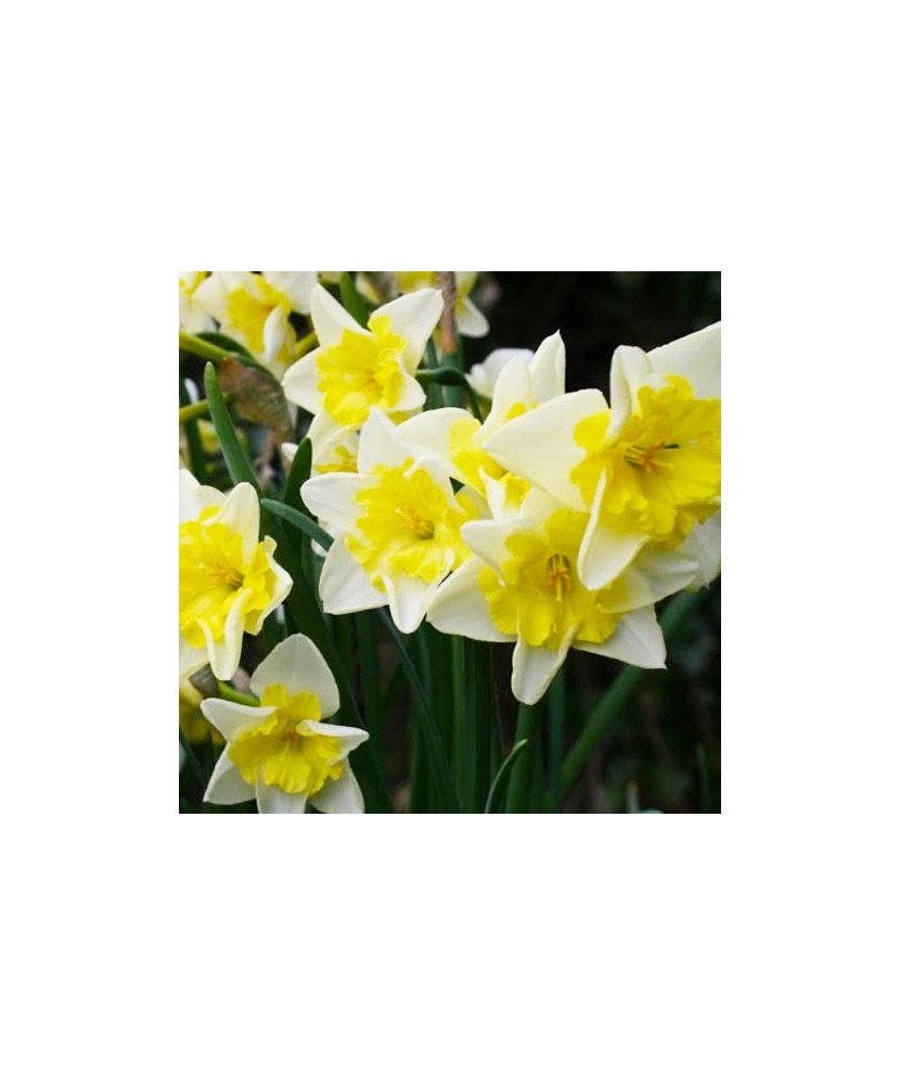 Narcise Narcissus, Pre Party, Galben/Alb, 14/16, 1 Bulb