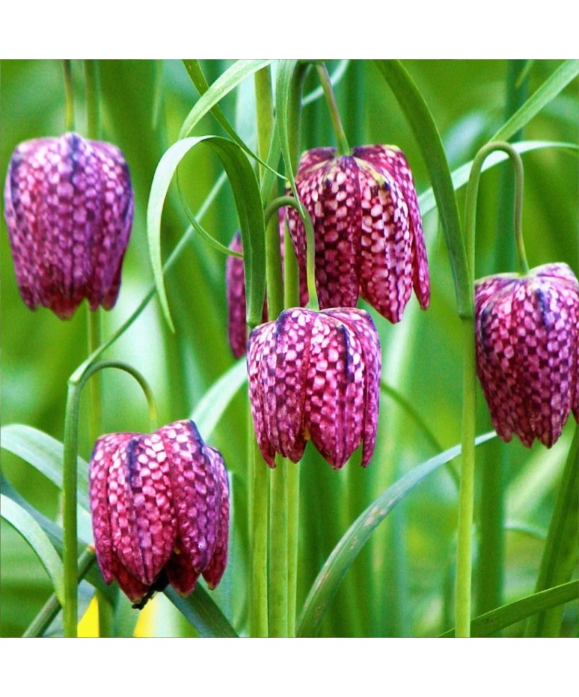 Bulbi Fritillaria Meleagris 6/+