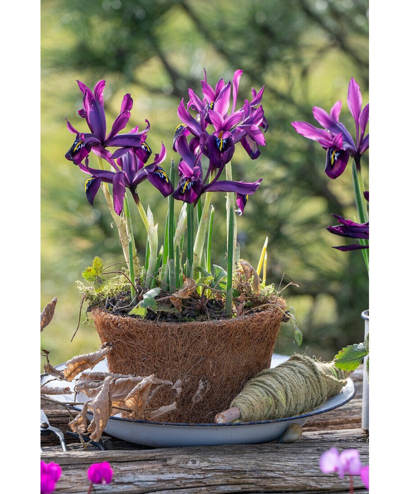 Iris, Purple Hill, Violet, 5/6, 1 Bulb
