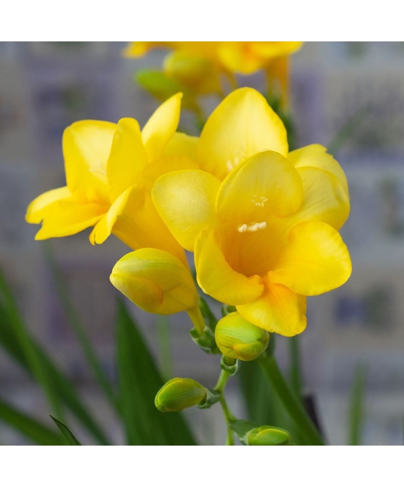 Freesia, Floare Simpla Yellow, Galben, 5/6, 1 Bulb