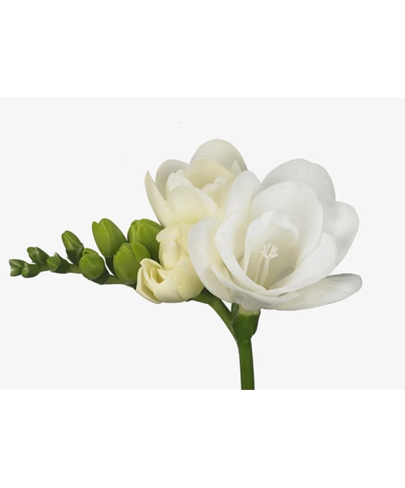 Freesia, Floare Dubla White, Alb, 5/6, 1 Bulb