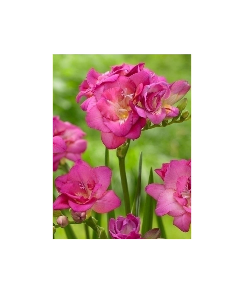 Freesia, Floare Dubla Pink, Roz, 5/6, 1 Bulb