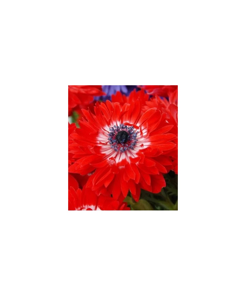 Anemone, Coronaria Governor, Rosu, 5/6, 1 Bulb