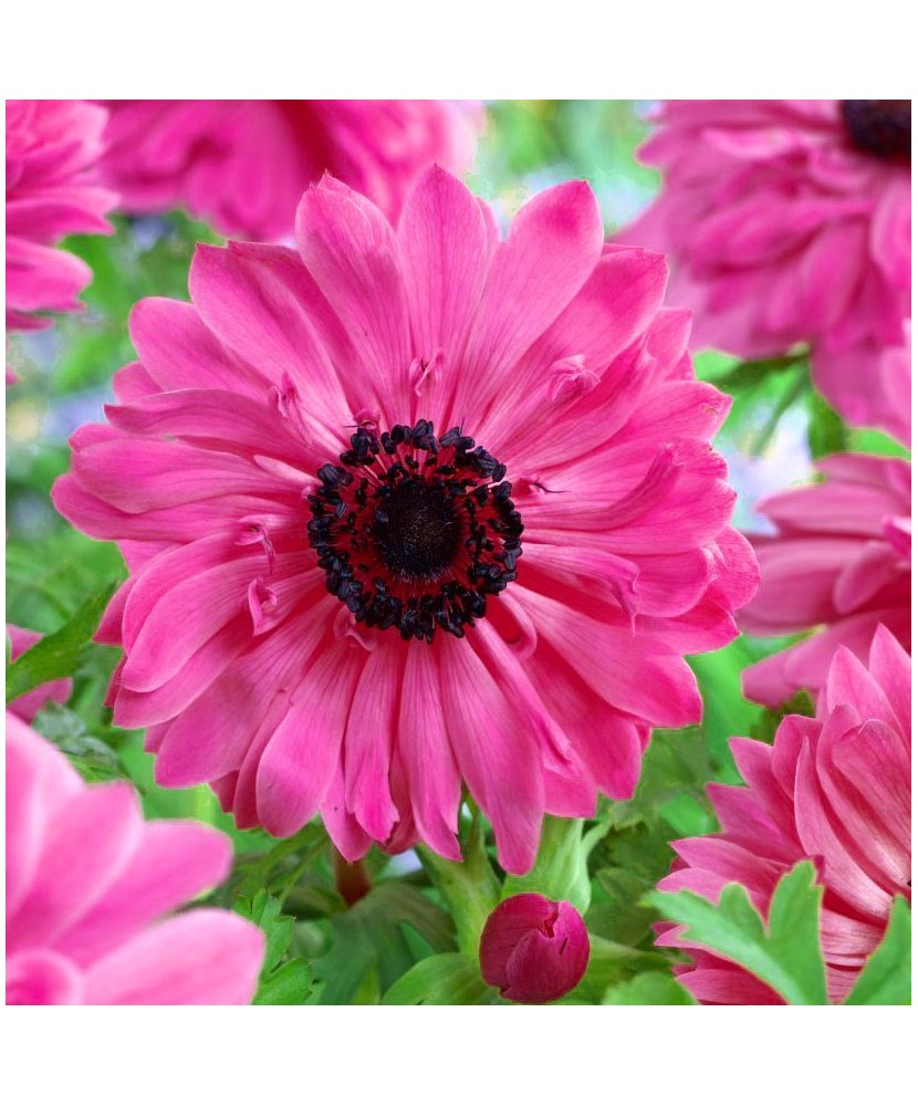 Anemone, Coronaria Admiral, Roz, 5/6, 1 Bulb