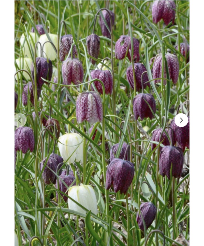 Lalea Imperiala Fritillaria, Meleagris Mix, Alb/Violet, 7/8, 1 Bulb