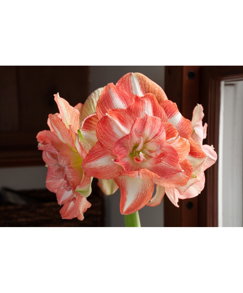 Amaryllis, Hippeastrum Beautiful Emotion, Somon/Alb Floare Dubla, 24/26,1 bulb