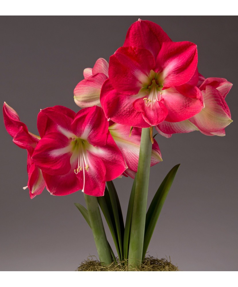 Amaryllis, Hippeastrum Candy Cream®, Roz/Alb, 22/24,1 bulb