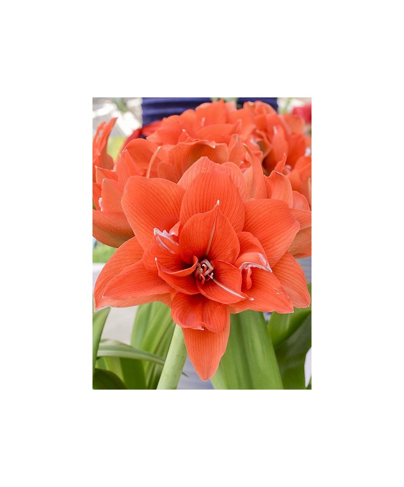 Amaryllis, Hippeastrum Celica ®, Orange Floare Dubla, 34/36,1 bulb