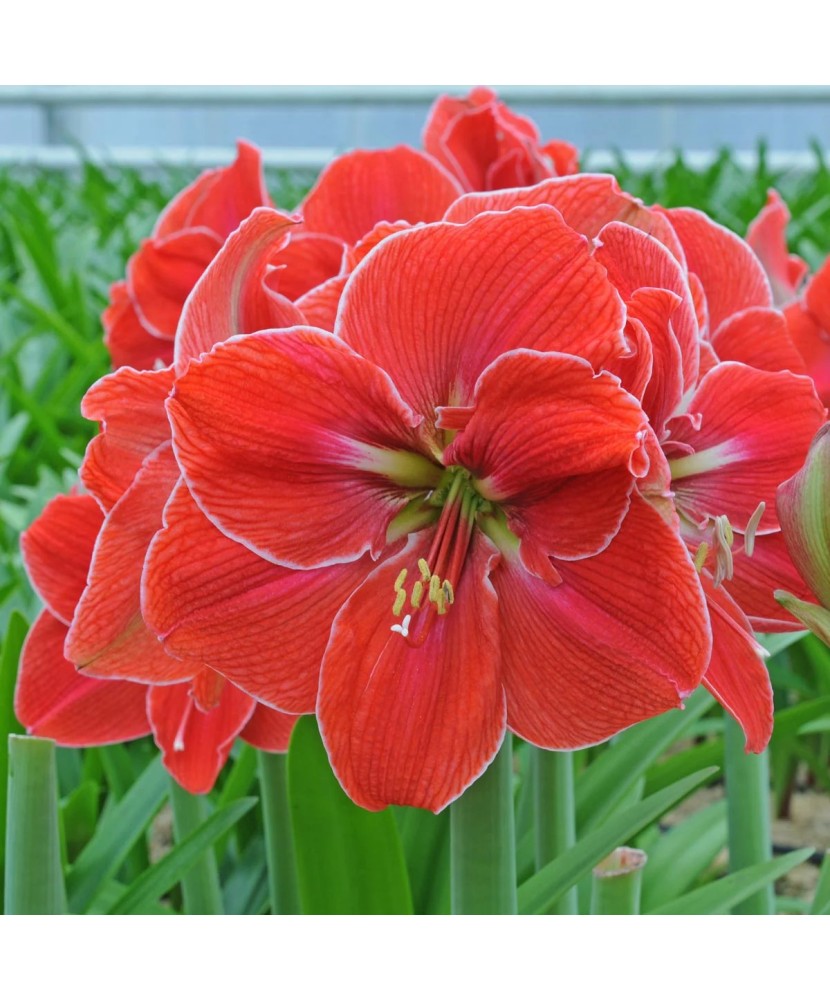 Amaryllis, Hippeastrum Magical Touch ®, Roz-Somon, 26/28,1 bulb