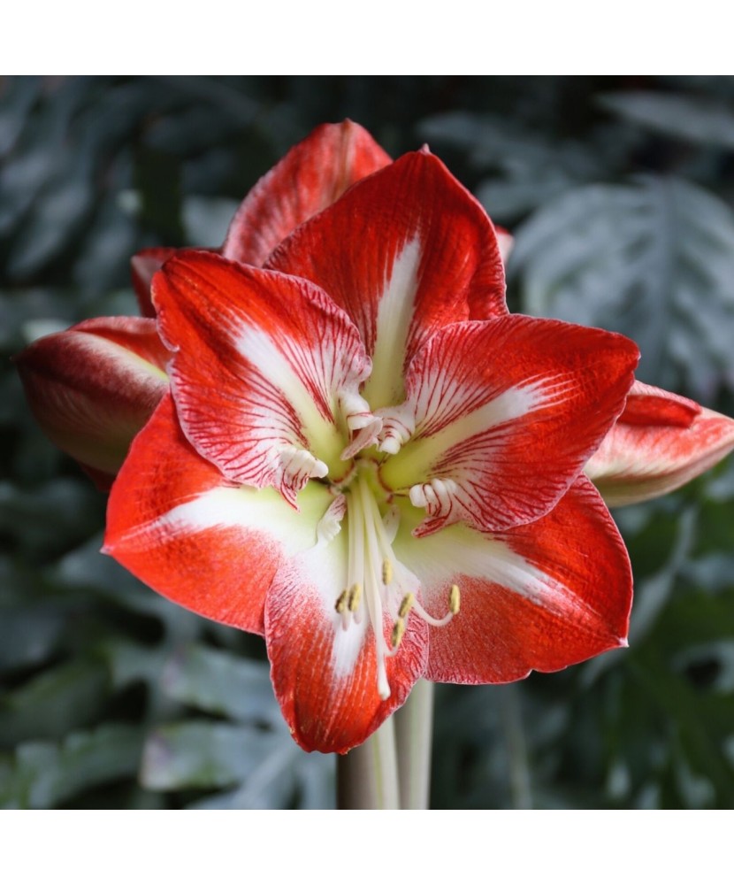 Amaryllis, Hippeastrum Minerva, Rosu/Alb, 36/38,1 bulb