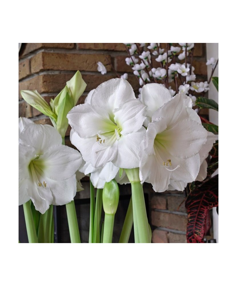 Amaryllis, Hippeastrum Mont Blanc, Alb, 30/32,1 bulb