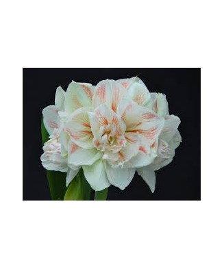 Amaryllis, Hippeastrum...