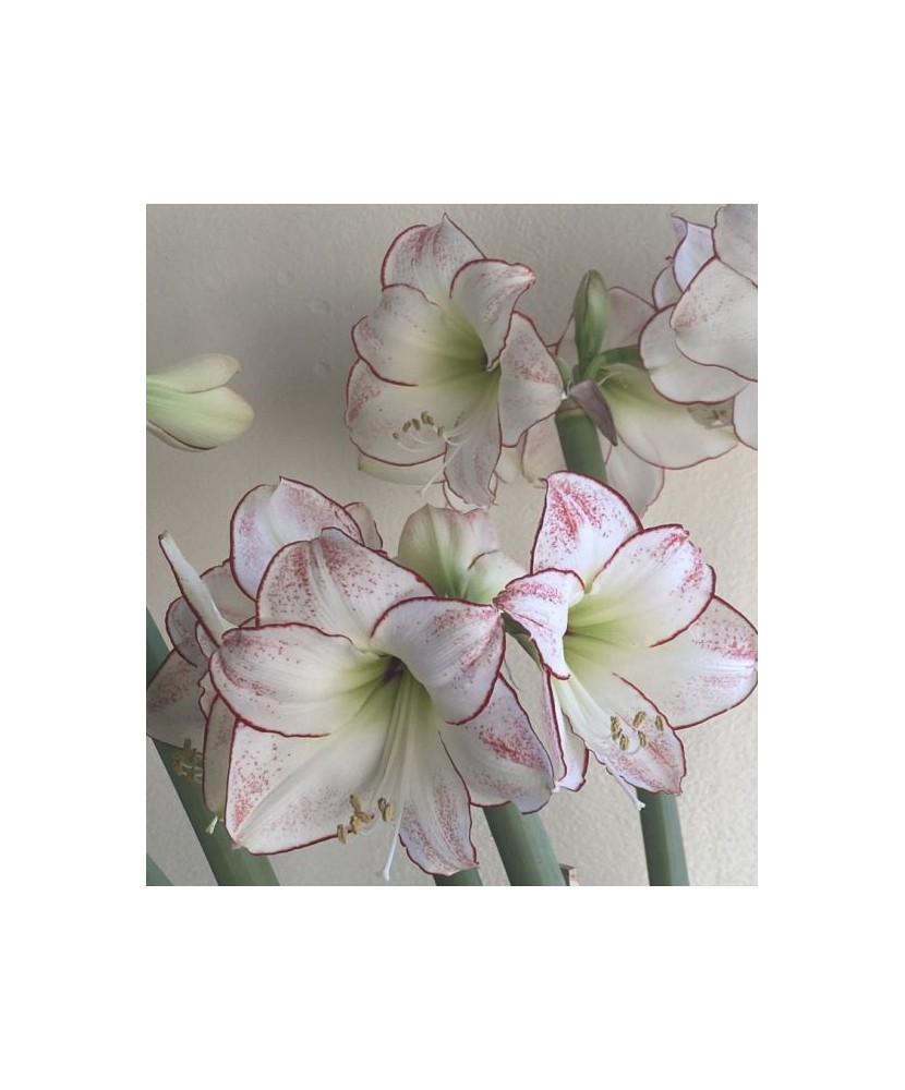 Amaryllis, Hippeastrum Picasso®, Alb/Roz, 24/26,1 bulb