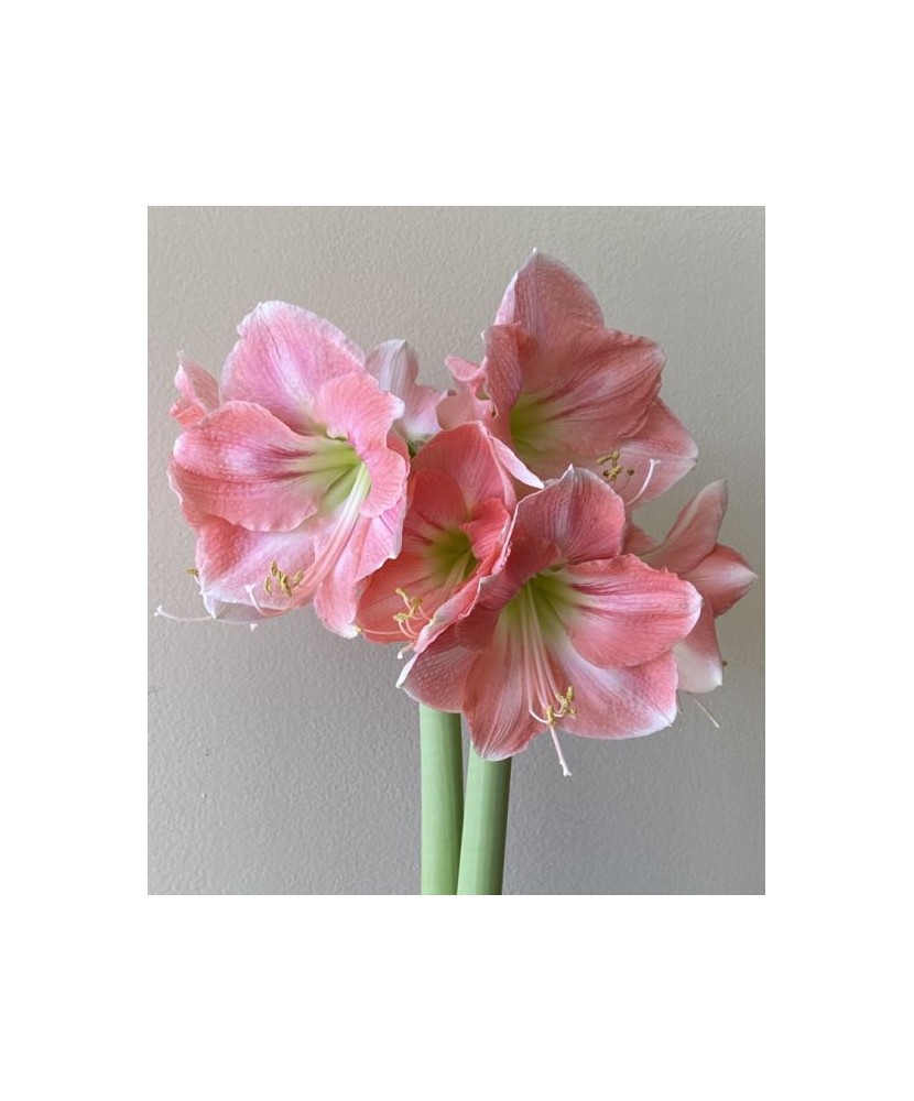 Amaryllis, Hippeastrum Rosalie®, Roz, 24/26,1 bulb