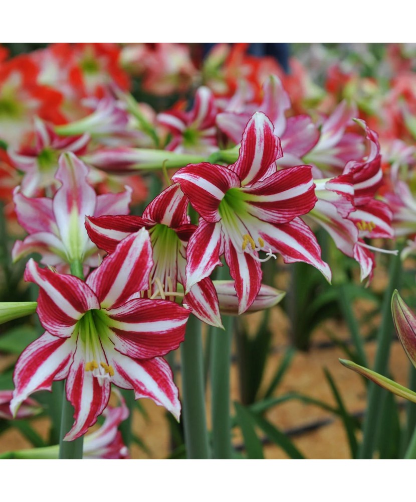 Amaryllis, Hippeastrum Santiago®, Rosu/Alb, 26/28,1 bulb