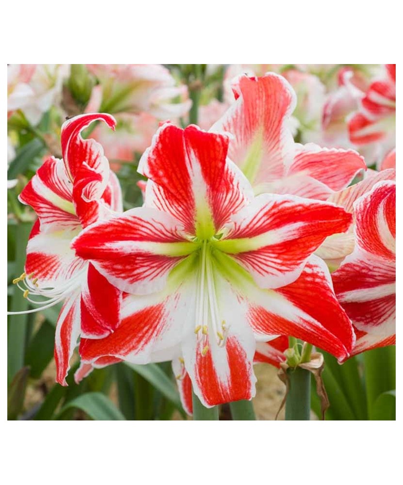 Amaryllis, Hippeastrum Spartacus®, Rosu/Alb, 24/26,1 bulb
