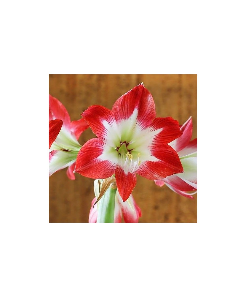 Amaryllis, Hippeastrum Tres Chic®, Rosu/Alb, 30/32,1 bulb