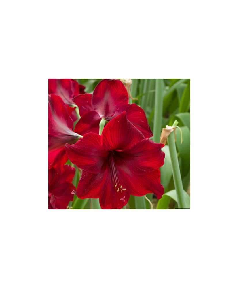 Amaryllis, Hippeastrum Red Pearl, Visiniu, 24/26,1 bulb