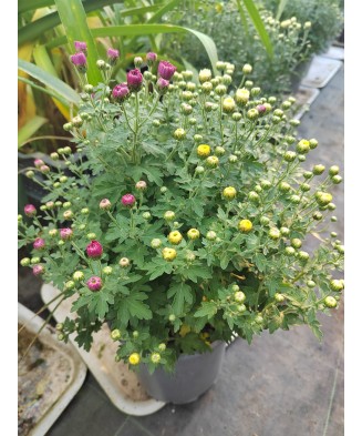 Crizantema amestec Branperfect Mix( Ice Yellow Purple), ghiveci 19cm