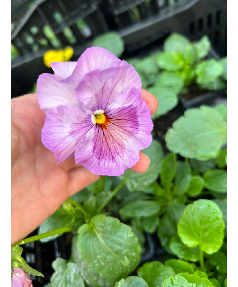 Panselute, Viola x wittrockiana F1 Delta Monet mix, Ghiveci P9