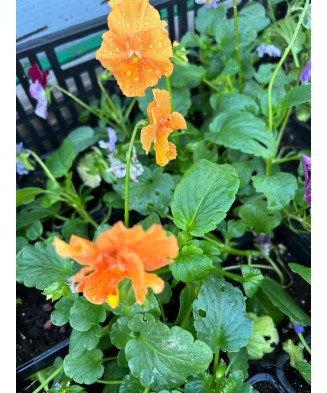 Panselute, Viola x wittrockiana F1 Delta Monet mix, Ghiveci P9