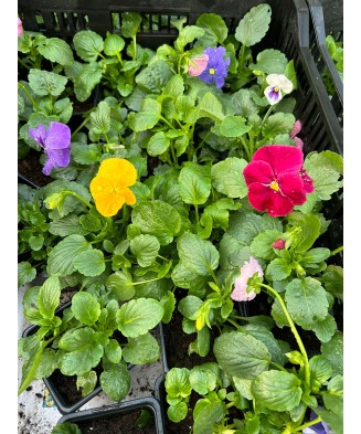 Panselute, Viola x wittrockiana F1 Delta Monet mix, Ghiveci P9