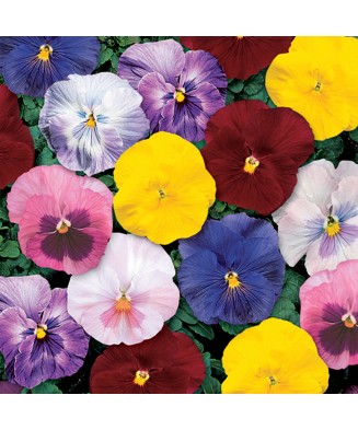 Panselute, Viola x wittrockiana F1 Delta Monet mix, Ghiveci P9