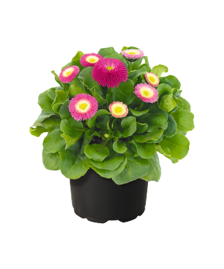 Bellis perennis BellaDaisy Mix, Banutei, Ghiveci P10