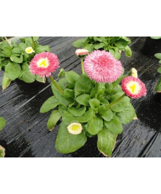 Bellis perennis BellaDaisy Mix, Banutei, Ghiveci P10