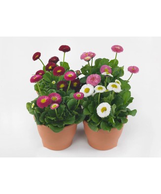 Bellis perennis BellaDaisy Mix, Banutei, Ghiveci P10