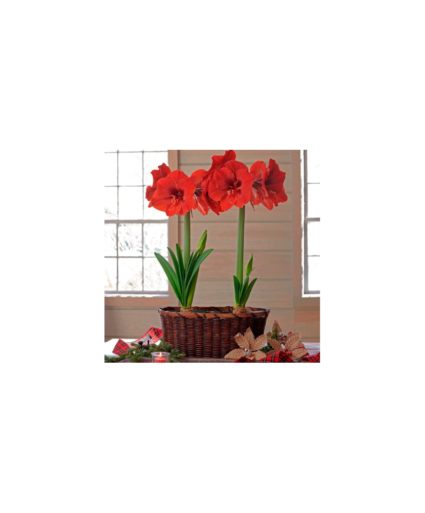 Amaryllis, Hippeastrum Ferrari, Rosu, 34/36,1 bulb