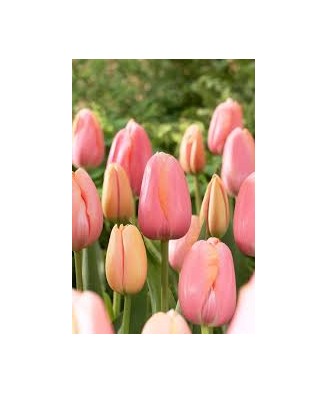 Lalele (Single Late Grp) Menton 11/12 ,bulb