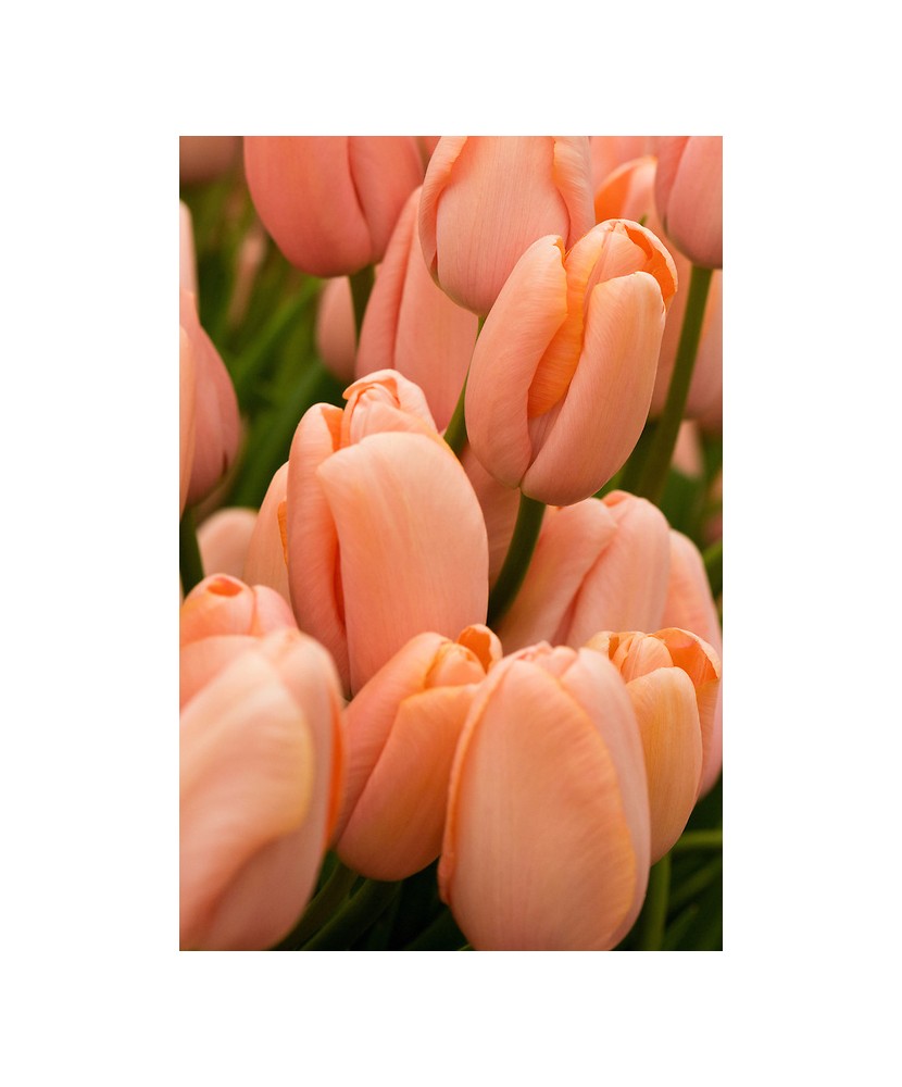 Lalele (Single Late Grp) Menton 11/12 ,bulb