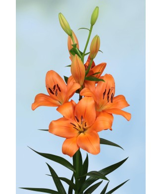 🌱Pachet Mix 6 Soiuri - 105 Bulbi Crini