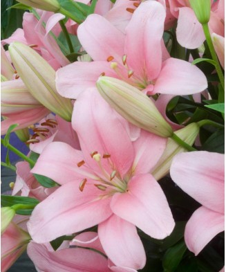 🌱Pachet Mix 6 Soiuri - 50 Bulbi Crini