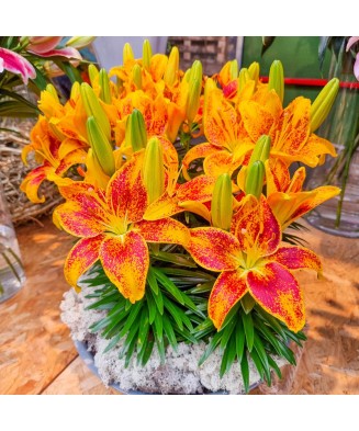 🌱Pachet Mix 6 Soiuri - 50 Bulbi Crini