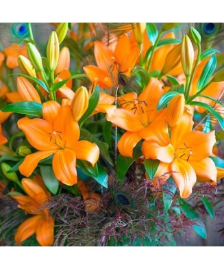 🌱Pachet Mix 6 Soiuri - 50 Bulbi Crini