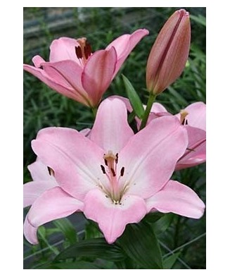 🌱Pachet Mix 6 Soiuri - 50 Bulbi Crini