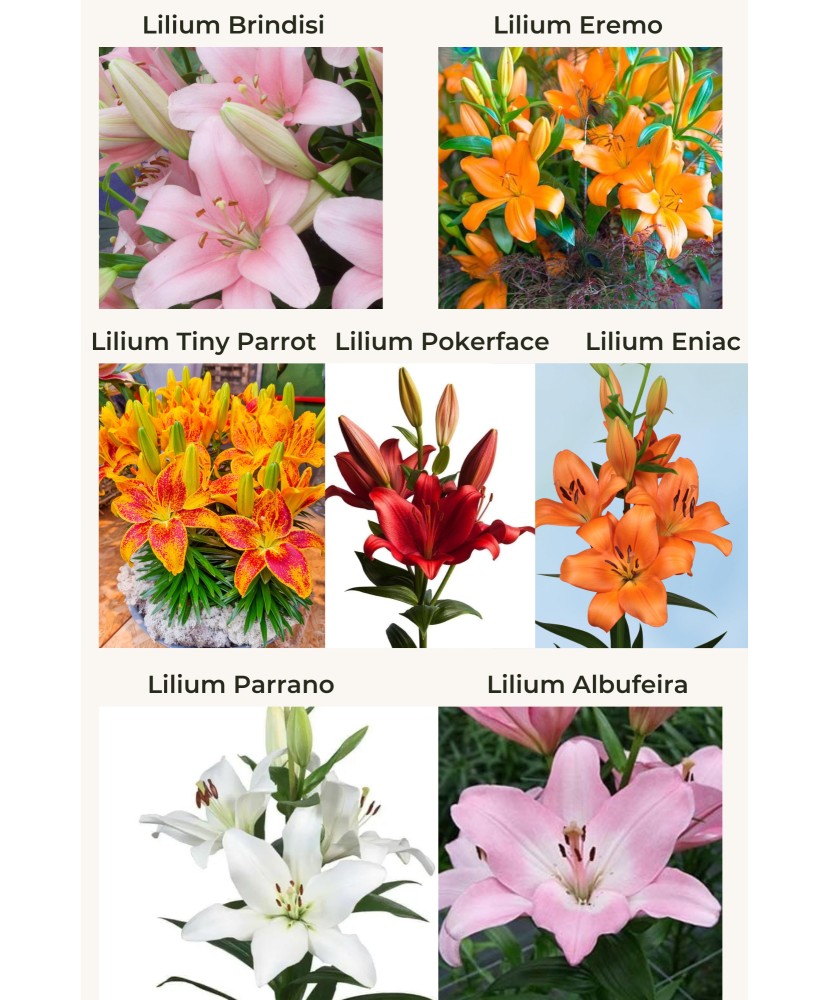 🌱Pachet Mix 6 Soiuri - 50 Bulbi Crini