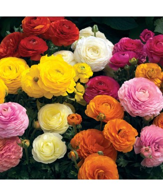 Ranunculus asiaticus F1 Mache Mix, planta ghiveci 11cm