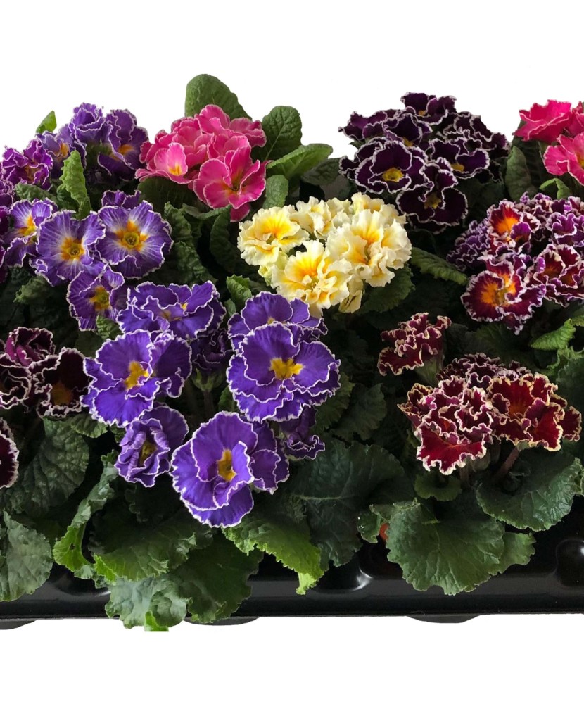 Primula acaulis Sirococco Mix, planta ghiveci 10cm
