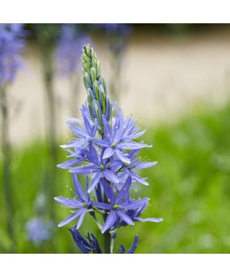 Planta Zambila Indiana Camassia, Leichtlinii Caerulea, Albastru, 12/14, 1 Planta